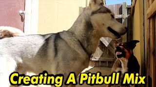 THIS IS WHAT YOU GET WHEN YOU BREED PITBULL WITH HUSKY [upl. by Sid]