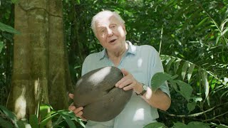 Sir David Attenborough Gives a Lesson on Seeds  The Green Planet  BBC Earth [upl. by Mischa]