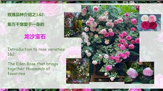 【玫瑰品种介绍】1amp2 集万千宠爱于一身的龙沙宝石 【 Introduction to rose varieties】1amp2The Eden Rose [upl. by Eirrol]