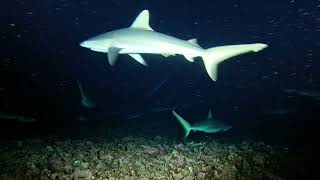 Fakarava Wall of Sharks Night Dive [upl. by Aibara]