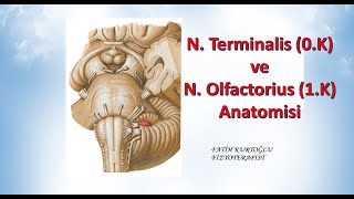 Nervus Terminalis ve Olfactorius  Neuroanatomy  Nöroanatomi Konu Anlatımı  15 [upl. by Hume452]