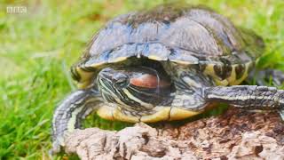 Terrapins on Countryfile 2020 [upl. by Eiggam]