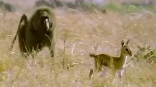 Baboon vs Baby Gazelle  Be An Animal  BBC Earth [upl. by Abey881]