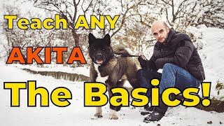 Dog Training 101 How to Train ANY AKITA the Basics [upl. by Yrok54]