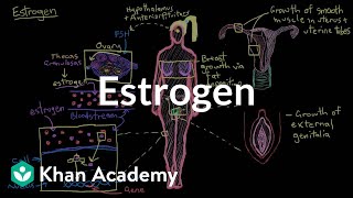 Estrogen  Reproductive system physiology  NCLEXRN  Khan Academy [upl. by Virgilio]