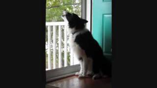 Border Collie Howls at Emergency Siren Test [upl. by Haleehs]