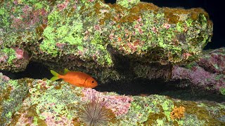 Unexplored Seamounts of the Salas y Gómez Ridge  4K ROV Highlights [upl. by Ahsikar]