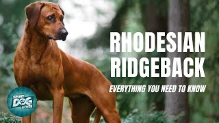 Rhodesian Ridgeback Dog Breed Guide  Dogs 101 [upl. by Irovi563]