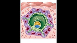 La deuxième semaine du développement embryonnaire [upl. by Asirram]