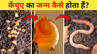 केंचुए का जीवन चक्र  Earthworm Life Cycle Video  Life Cycle Of Earthworm In Hindi  Kechue Ka Janm [upl. by Ahsienahs]