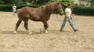 Breeding Stallion XXL Tamed  The Power of Equine Body Language in Horsemanship [upl. by Thevenot]