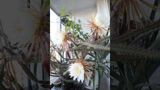 Selenicereus grandiflorus  flower time lapse 2 [upl. by Lam]