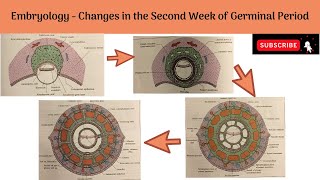 Changes in the Second Week of Germinal period  Changes in the Trophoblast amp Embryoblast [upl. by Kirkwood]