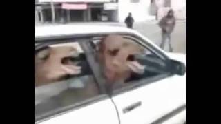 Two Angry Camels in a Tiny Car argues with spitting goat [upl. by Rosita]