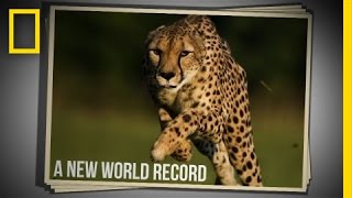 Cincinnati Zoo Cheetah Sets New World Speed Record in 100 Meter Run  National Geographic [upl. by Sletten]