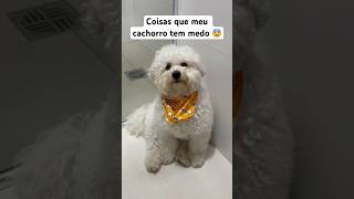 Cada coisa 😂 milubichonfrise bichonfrise pets cachorro comedia humor filhote fofo shorts [upl. by Tekla]