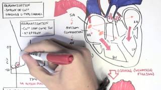 Cardiology  Relationship of conduction system ventricular contraction and ECG [upl. by Annaoi]