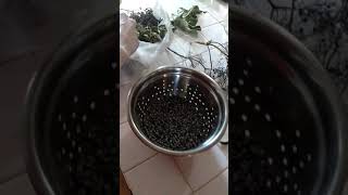 How to process your Elderberry harvest quickly [upl. by Biddick825]