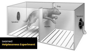 Learned Helplessness Experiment  Martin Seligman  Cognitive Dissonance Experiment  Online Docs [upl. by Far]