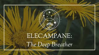 Elecampane The Deep Breather [upl. by Bart]