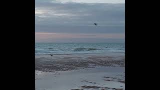 ostend beach 1082024 oostende strand [upl. by Adnolor]