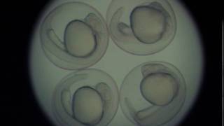 Zebrafish embryo development  24 hours in 46 seconds [upl. by Eliott241]