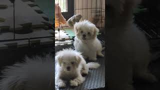 Puppies Catcat amp Lottie  Maltese Shih Tzu [upl. by Alys531]