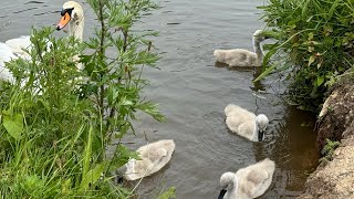 Bulwell Hall Fishing Lakes [upl. by Kwapong196]