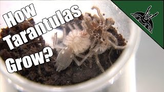 Molting Time 3  Acanthoscurria geniculata sling [upl. by Jandel]