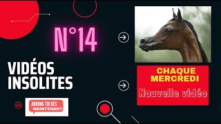 TOP 15 DES PLUS BEAUX CHEVAUX DU MONDE Les 15 chevaux les plus uniques au monde insolite quot14quot [upl. by Rosenkrantz]