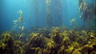 Tasmanias Disappearing Kelp Forests [upl. by Ainesey753]