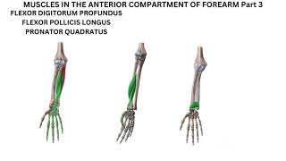 Flexor digitorum profundus flexor pollicis longus and pronator quadratus [upl. by Aleibarg776]