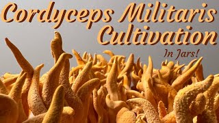 Cordyceps Militaris Cultivation at Home  No Flow Hood No Problem [upl. by Buffum]