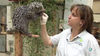 Prehensiletailed Porcupine [upl. by Sethrida]