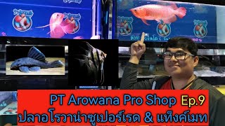 PT​ Arowana​ Pro​ Shop​ Super​ Red​ Arowana​ amp​ Tank​mates​Ep9 [upl. by Keeley]