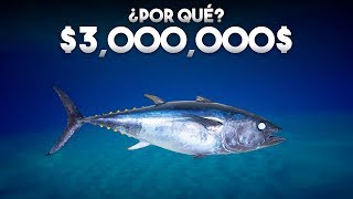 ¿Por qué este pez cuesta millones de dolares [upl. by Annelg323]