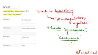 Malpighian tubules are the excretory organs in  12  EXCRETORY PRODUCTS AND THEIR ELIMINATION [upl. by Brigg]