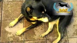 Rottweiler Dog Shows Signs of Hip Dyplasia [upl. by Sidoeht]