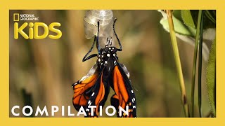 AMAZING ANIMALS  1 Hour  Nat Geo Kids Compilation  natgeokids [upl. by Ahsitram]