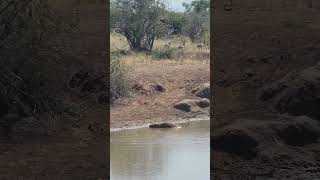 Hyenas Impalas and Warthogs in the Kruger Park wildlife safari africanwildlife krugerpark [upl. by Starr]