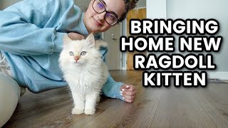 Bringing Home Our Ragdoll Kitten  new kittens first few days at home [upl. by Nwahsit277]