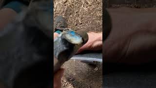 POV freehand peening a scythe blade using a bar peen anvil to really annoy the neighbours asmr [upl. by Wardieu]