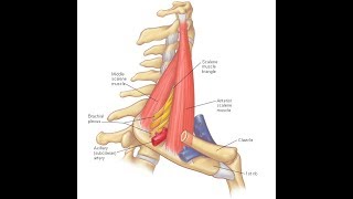 Scalenus anterior amp medius exercises [upl. by Alegnatal]