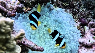 Clownfish The Most Relaxing Compilation [upl. by Sammons408]