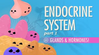 Endocrine System Part 1  Glands amp Hormones Crash Course Anatomy amp Physiology 23 [upl. by Rolfston25]