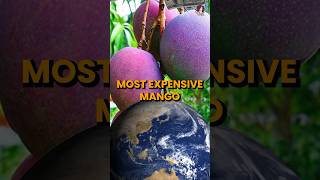 Why Miyazaki Mango is expensive miyazaki miyazakimango mangoes japan fruit mango mangotree [upl. by Ecital872]