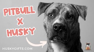 Pitbull x Husky  PITSKY Pitbull Husky Mix Breed GUIDE [upl. by Enohpets]