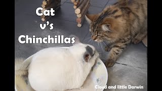 Chinchillas vs Cat cat likes to play with the chinchillas [upl. by Gayel]