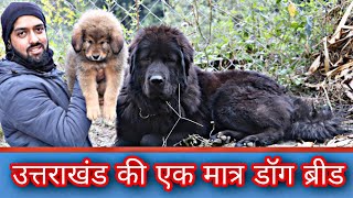 Bhotia Dog Puppy For Sale gaddi dog Uttarakhand wale [upl. by Siubhan]