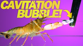 Snapping Shrimp Attacks at 11000 fps  CAVITATION BUBBLES [upl. by Keeler]